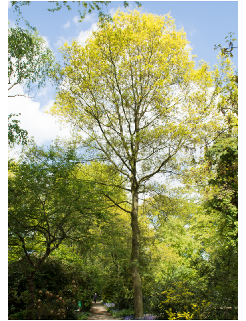 ACER saccharinum (Érable argenté)