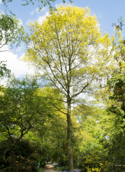 erable-argente-acer-saccharinum-4.jpg