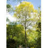 ACER saccharinum (Érable argenté)