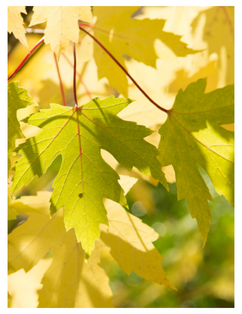 ACER saccharinum (Érable argenté)