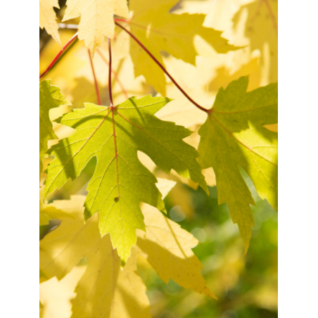 ACER saccharinum (Érable argenté)