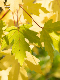 erable-argente-acer-saccharinum.jpg