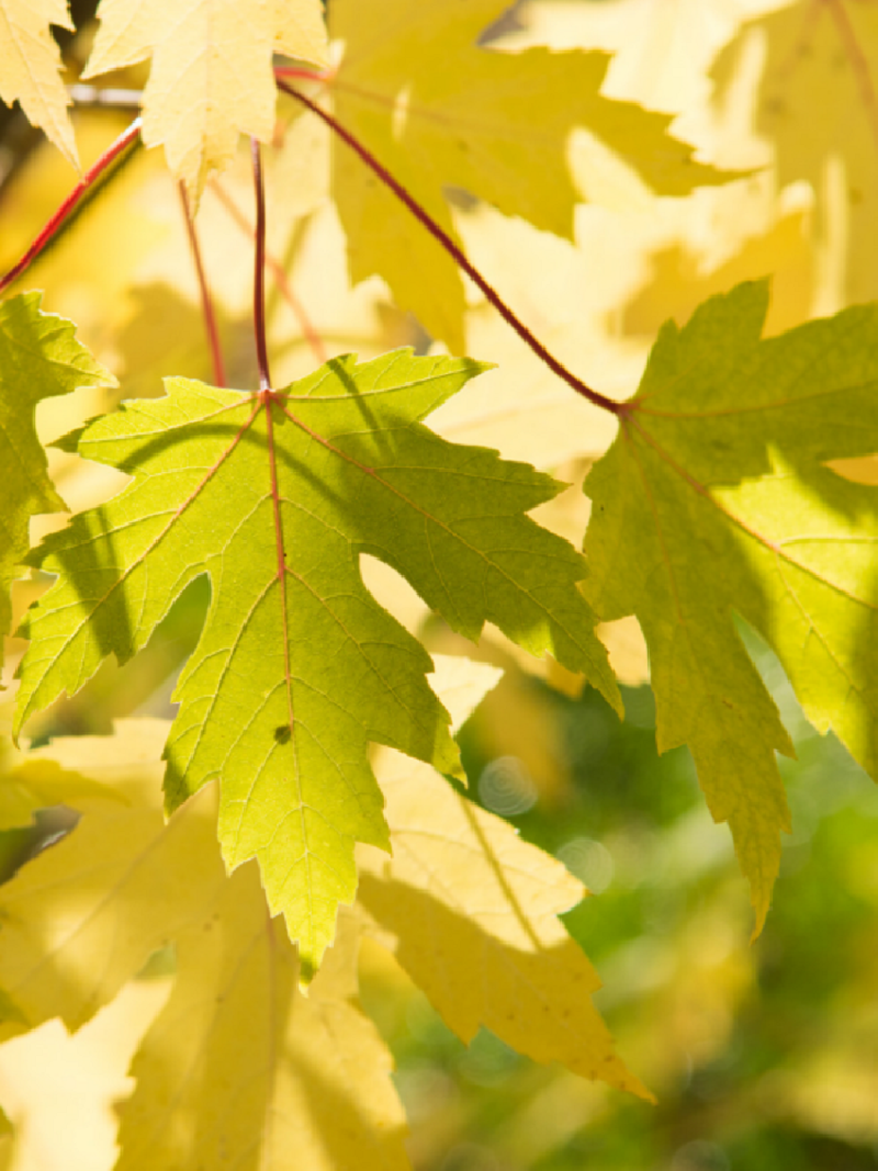 ACER saccharinum
