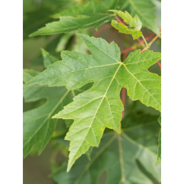 ACER saccharinum (Érable argenté)