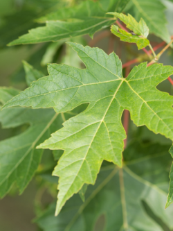 erable-argente-acer-saccharinum-1.jpg