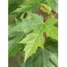 ACER saccharinum (Érable argenté)