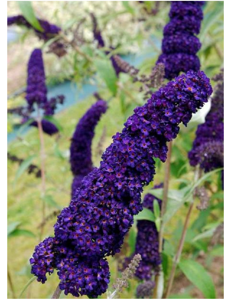 BUDDLEIA davidii BLACK KNIGHT (Arbre aux papillons)