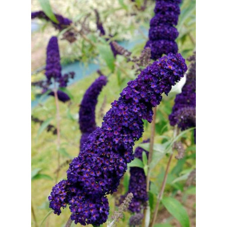 BUDDLEIA davidii BLACK KNIGHT (Arbre aux papillons)