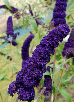 BUDDLEIA davidii BLACK KNIGHT