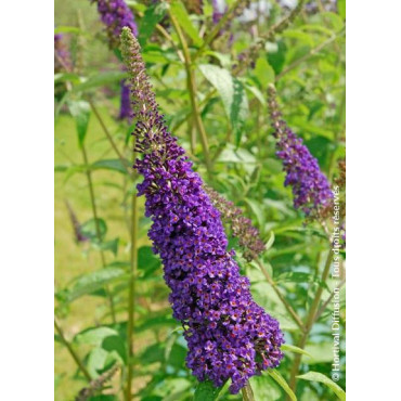 BUDDLEIA davidii EMPIRE BLUE (Arbre aux papillons)