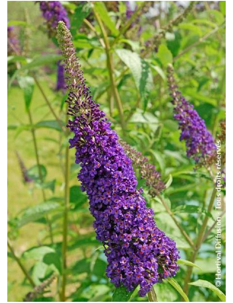 BUDDLEIA davidii EMPIRE BLUE (Arbre aux papillons)