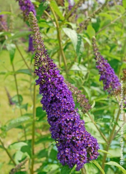 BUDDLEIA davidii EMPIRE BLUE