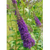 BUDDLEIA davidii EMPIRE BLUE (Arbre aux papillons)