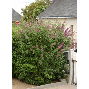 BUDDLEIA davidii PINK DELIGHT (Arbre aux papillons)