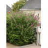 BUDDLEIA davidii PINK DELIGHT (Arbre aux papillons)