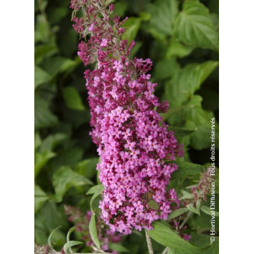 BUDDLEIA davidii PINK DELIGHT (Arbre aux papillons)