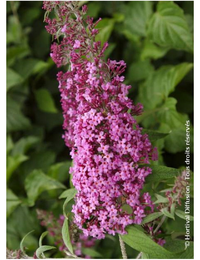 BUDDLEIA davidii PINK DELIGHT (Arbre aux papillons)