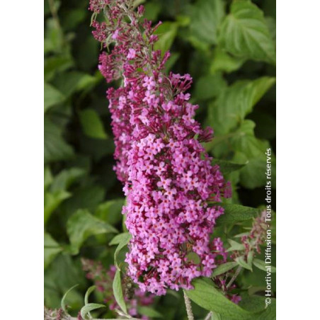 BUDDLEIA davidii PINK DELIGHT (Arbre aux papillons)