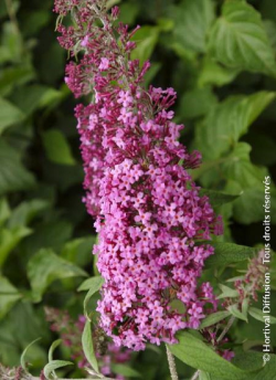 BUDDLEIA davidii PINK DELIGHT