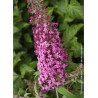 BUDDLEIA davidii PINK DELIGHT (Arbre aux papillons)