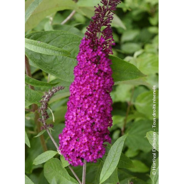 BUDDLEIA davidii ROYAL RED (Arbre aux papillons)