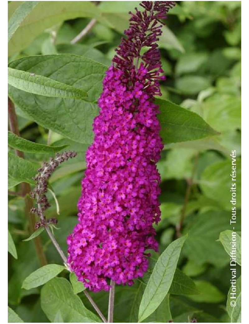 BUDDLEIA davidii ROYAL RED (Arbre aux papillons)