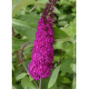 BUDDLEIA davidii ROYAL RED (Arbre aux papillons)