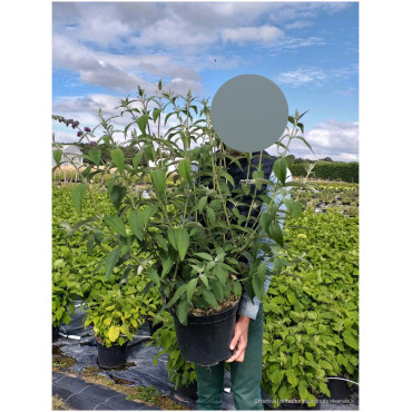 BUDDLEIA davidii WHITE PROFUSION (Arbre aux papillons) En pot de 10-12 litres forme buisson extra