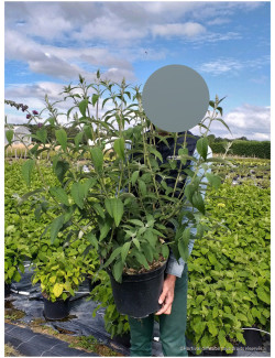 BUDDLEIA davidii En pot de 10-12 litres buisson hauteur 060-080 cm