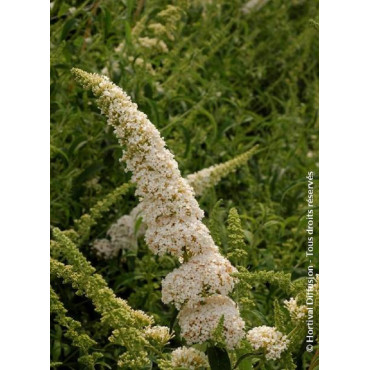 BUDDLEIA davidii WHITE PROFUSION (Arbre aux papillons)