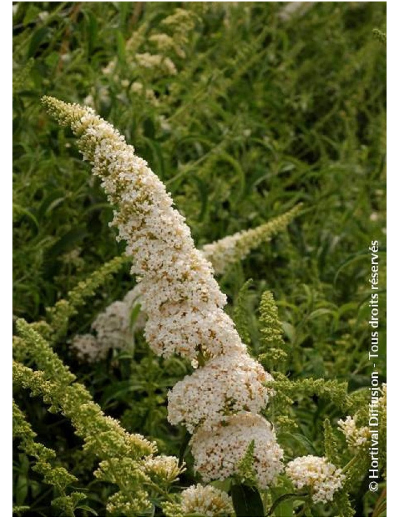 BUDDLEIA davidii WHITE PROFUSION (Arbre aux papillons)