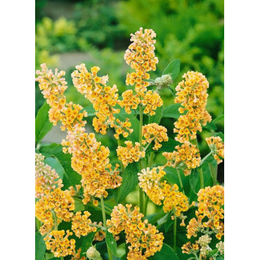 BUDDLEIA weyeriana SUNGOLD (Arbre aux papillons)