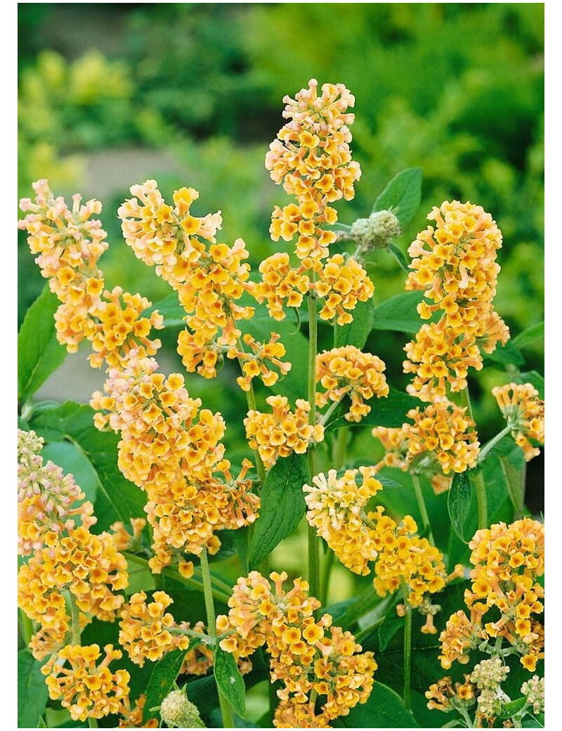 BUDDLEIA weyeriana SUNGOLD (Arbre aux papillons)