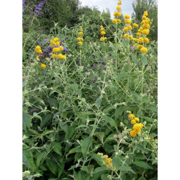 BUDDLEIA weyeriana SUNGOLD (Arbre aux papillons)