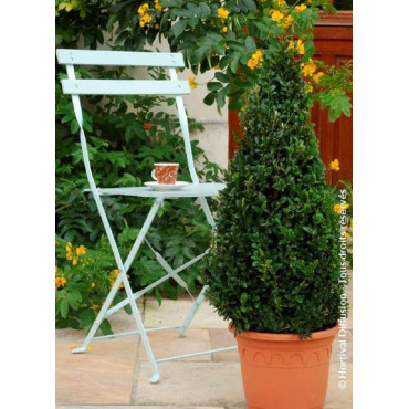 BUXUS sempervirens (Buis commun)