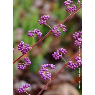 CALLICARPA dichotoma ISSAI (Arbuste aux bonbons)