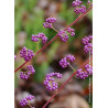 CALLICARPA dichotoma ISSAI (Arbuste aux bonbons)