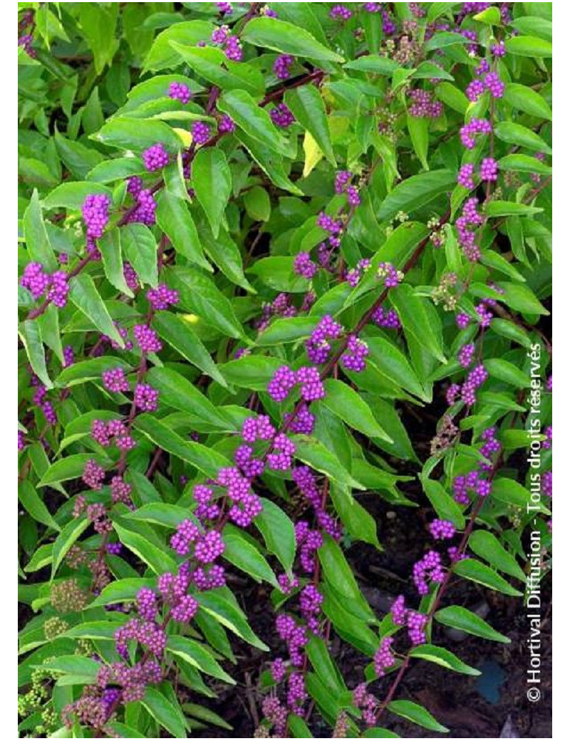 CALLICARPA dichotoma ISSAI (Arbuste aux bonbons)