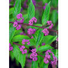 CALLICARPA dichotoma ISSAI