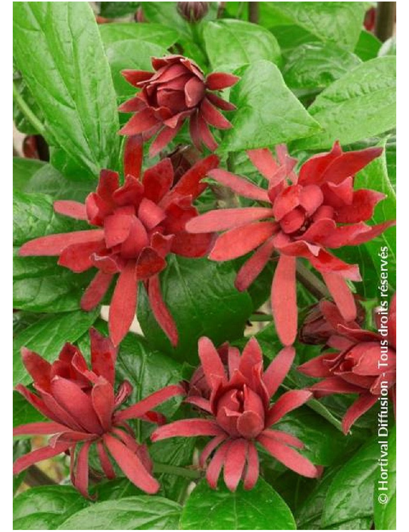 CALYCANTHUS floridus (Arbre aux anémones)