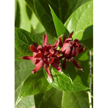 CALYCANTHUS floridus (Arbre aux anémones)