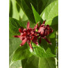 CALYCANTHUS floridus (Arbre aux anémones)