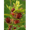 CALYCANTHUS floridus (Arbre aux anémones)