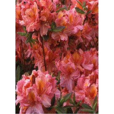 AZALEA mollis BERRY ROSE (Azalée à feuilles caduques)