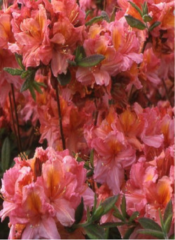 azalee-caduque-berry-rose-azalea-mollis-berry-rose.jpg