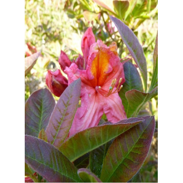 AZALEA mollis BERRY ROSE (Azalée à feuilles caduques)