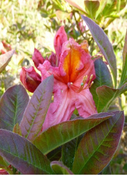 azalee-caduque-berry-rose-azalea-mollis-berry-rose-1.jpg