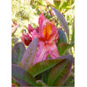AZALEA mollis BERRY ROSE