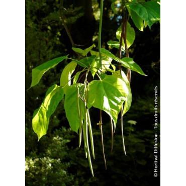 CATALPA bignonioides (Catalpa commun)