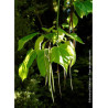 CATALPA bignonioides (Catalpa commun)